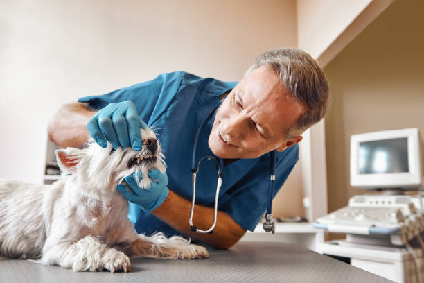 Best Dental Abscess Treatment in Ntgomery City, MO